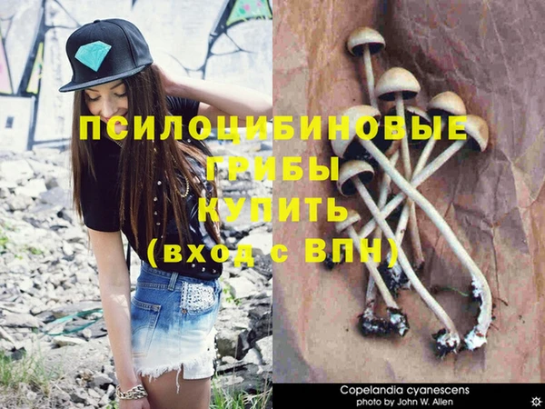 ПСИЛОЦИБИНОВЫЕ ГРИБЫ Абаза